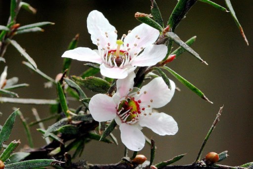 THE TOP FLOWER OF THIS PLANT IS ANDROGYNOUS {VIA }