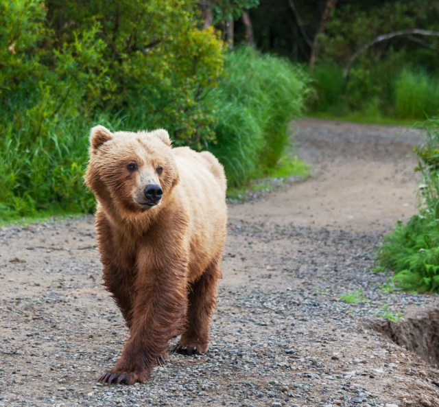 unrelated picture of bear via shutterstock