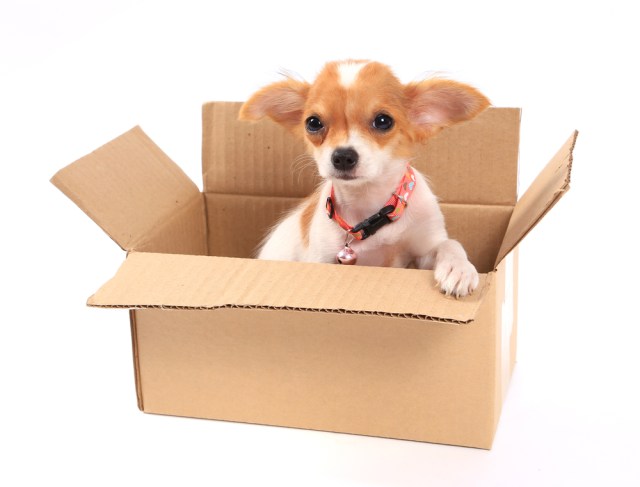 Packing Chihuahuas in boxes? Probs not recommended. via {Shutterstock}