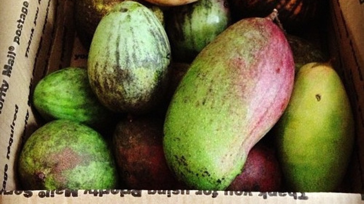 Get Baked You Can Never Have Too Many Mangoes Autostraddle