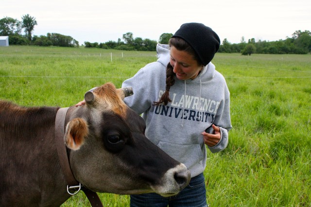 Cows