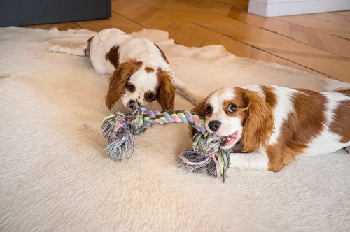 Using a double ended toy with a partner, via We Heart It