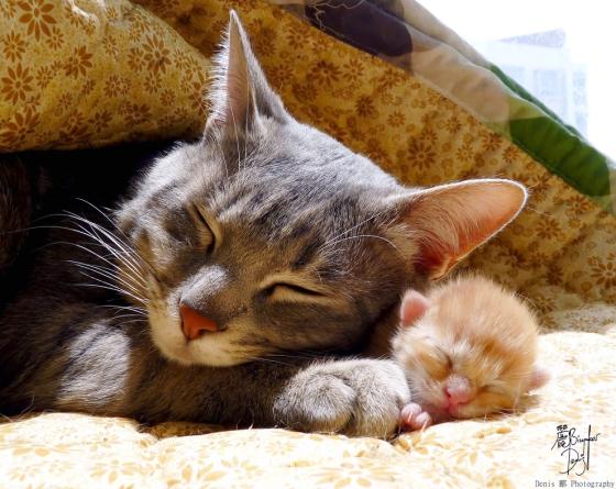 an example of an incredible mom, also the most adorable thing ever (via catmeow.com)