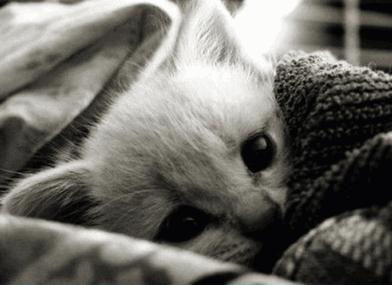 kitten-blanket