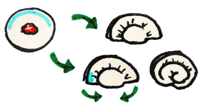 Fold into a simple half moon or wrap the corners underneath for a tortellini shape