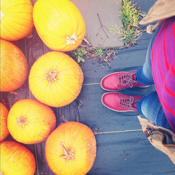 things you can't do in central florida: go pumpkin picking!