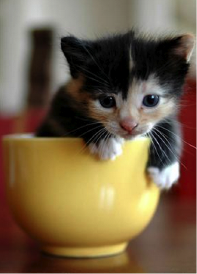 This kitten also wants to go to high tea with Liz