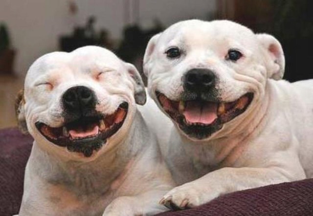 Happiest-Dogs-1