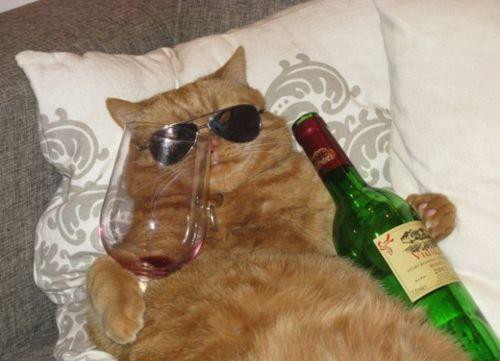 Drinking wine shop with cat