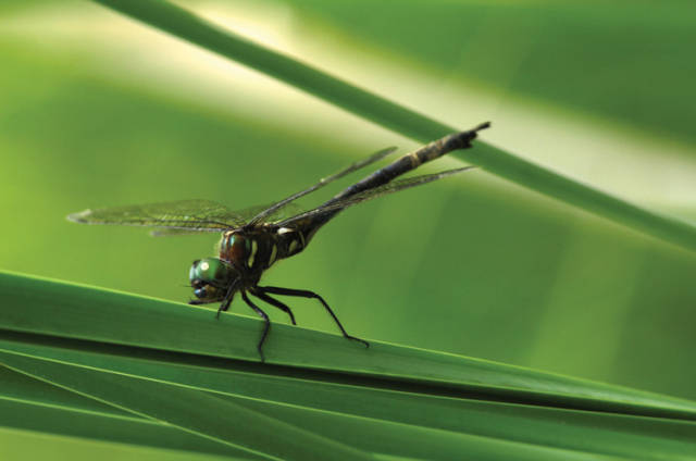 The endangered Hines Emerald Dragonfly (via onearth.org)