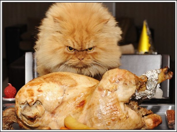 ARE YOU FRUSTRATED BY THE TURKEY