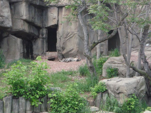  The Lincoln Park Zoo hyenas: what a cool office-window view. Via http://dynamicecology.wordpress.com/2013/06/12/advice-finding-a-career-in-non-academic-research-guest-post/