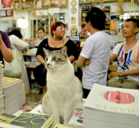 Here is a cat at the book launch to make everyone feel better. via Robin Ann Rheaume