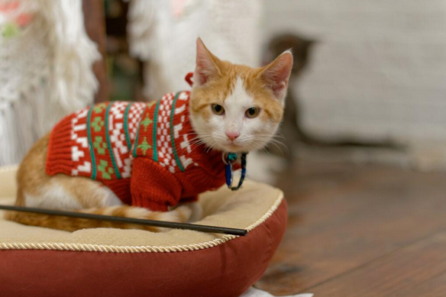 Cats in holiday sweaters. I repeat, cats in holiday sweaters. via {Christmas Cats TV Twitter}