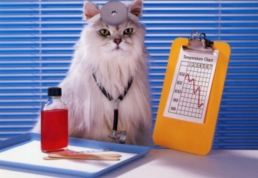 cat_doctor1