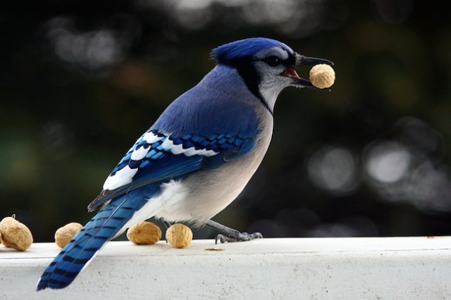 A JOYFUL JAY. JAY, AS IN BLUE JAY, IS A COGNATE OF JAI.