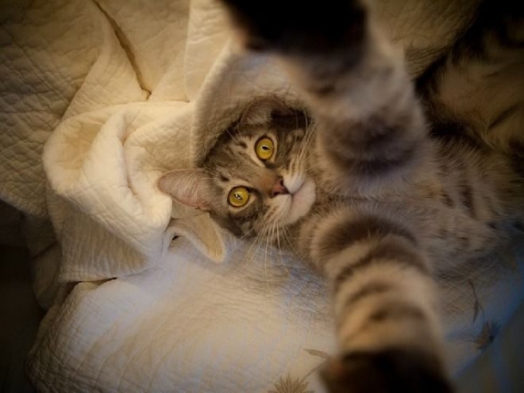 cat bed selfie