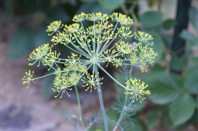 It's like a delicious dandelion that won't  make your allergies act up via The Kitchen is My Playground