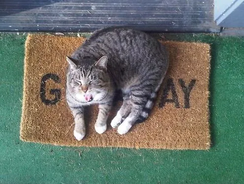 Cats Gay 109