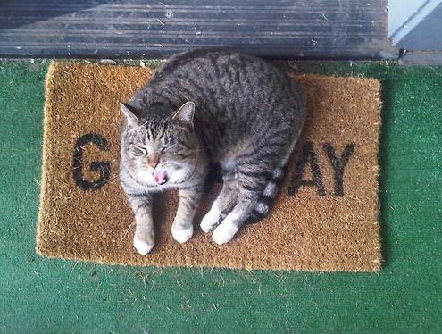 THIS KIND OF GAY CAT, MEANWHILE, REFUSES TO WANDER.
