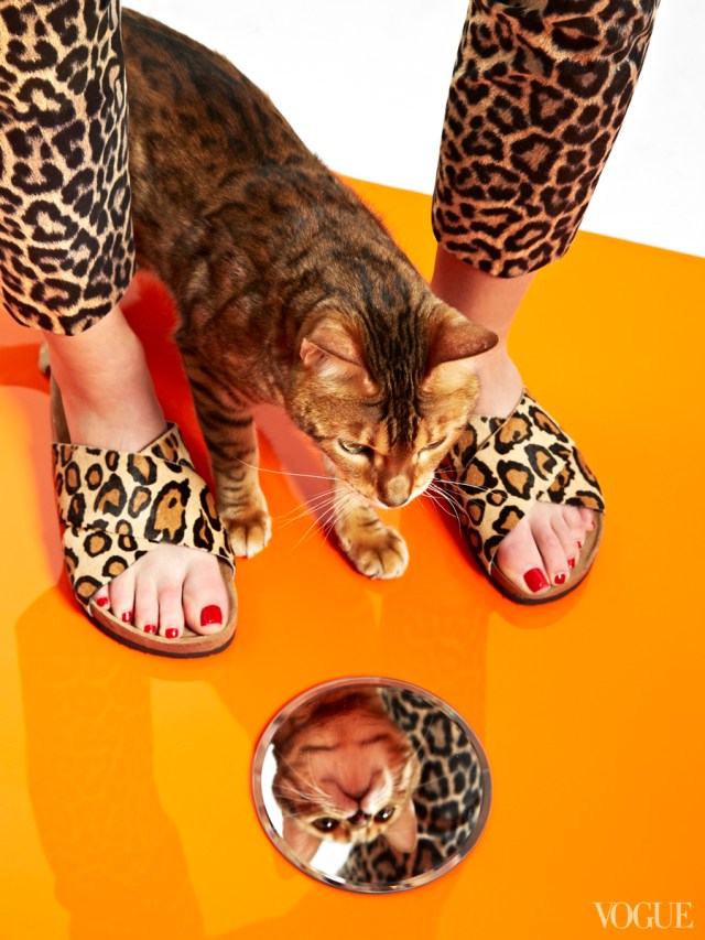 cats-kittens-flats-shoes-07_172730594070