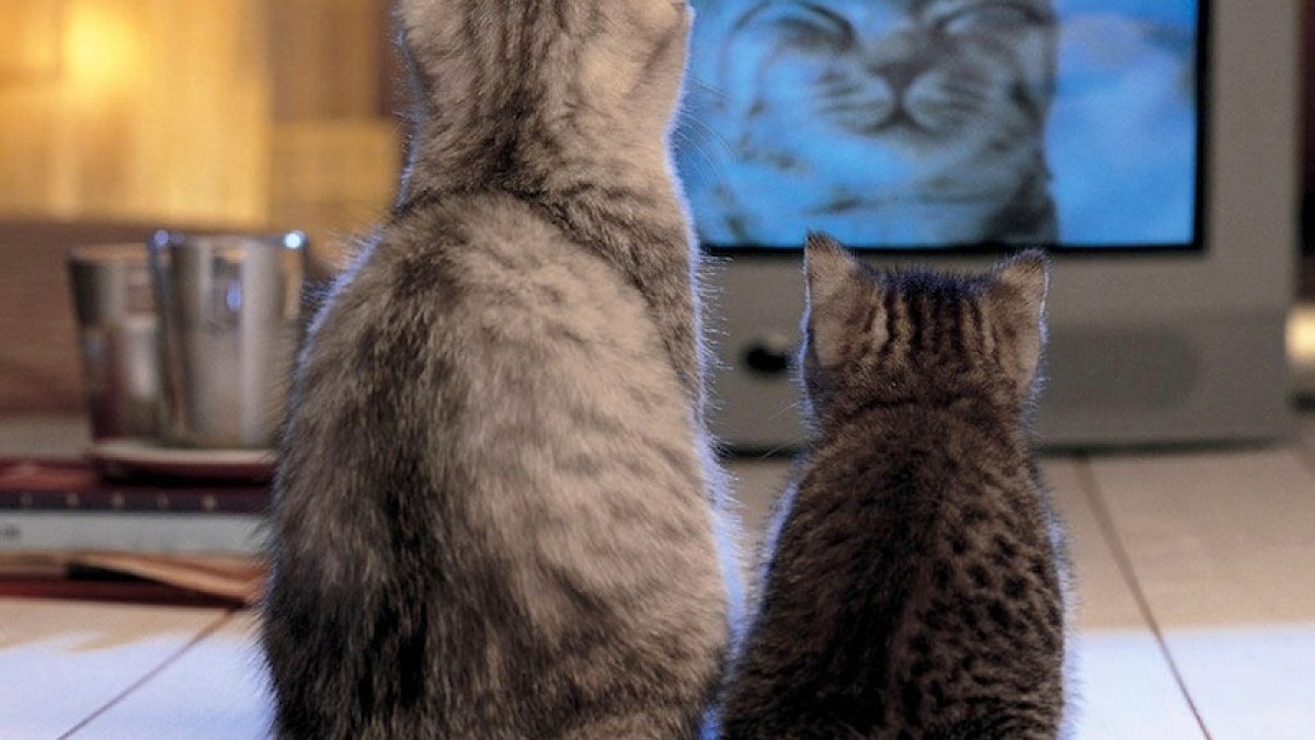 Top Five Movies Featuring Cats Autostraddle