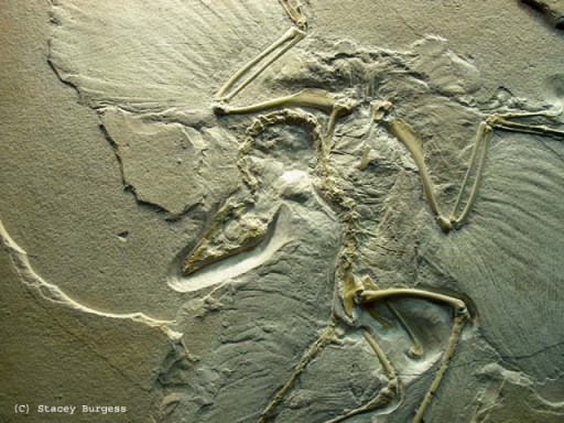 The archeopteryx, which may or may not be one of the earliest birds (it's complicated). copyright Stacey Burgess
