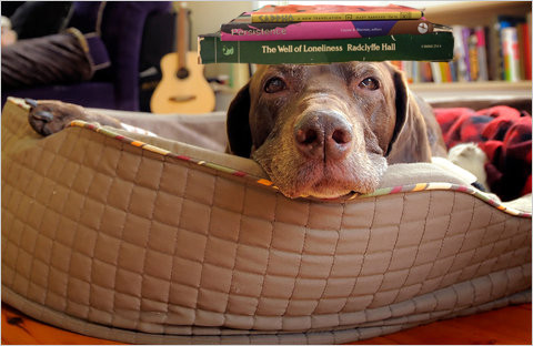 dog with books on its head