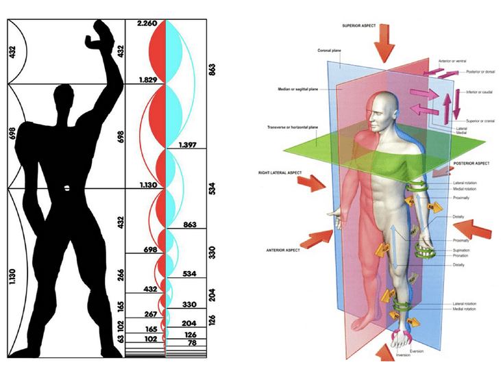 Left: Le Corbusier's "Modulator" design created in the 1940s to set standards for the human body in architecture and mechanical design."Human" here is presented as a 1.75 meter man.  Right: The 70kg male body is often used as a standard reference model in anatomical textbooks. The 2004 edition of Gray's Anatomy details anatomical features using the male body, showing female bodies only to show where they deiate from males, especially in primary and secondary sexual characteristics.