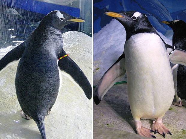 penguins-gay-lesbian