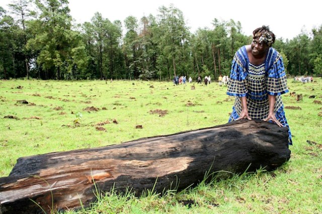 Image: File photo of Nobel prize laureate Wangari Maathai touching a tree stump cut by illegal loggers during a ceremony to plant trees in Sabatia forest