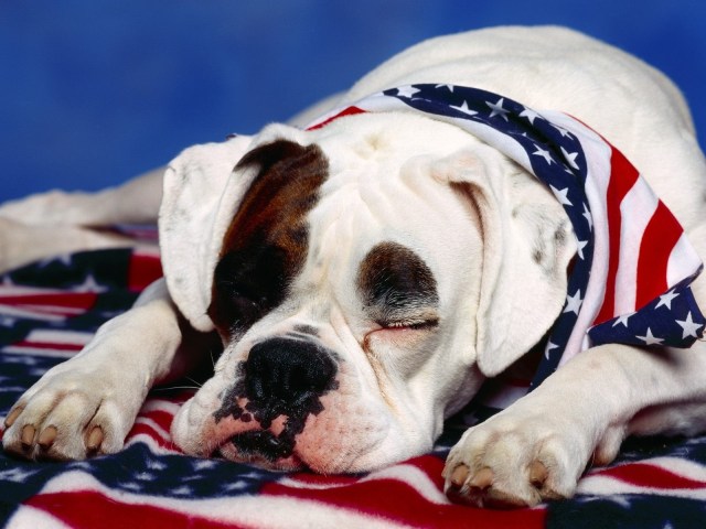 American flag on white boxer dog wallpaper