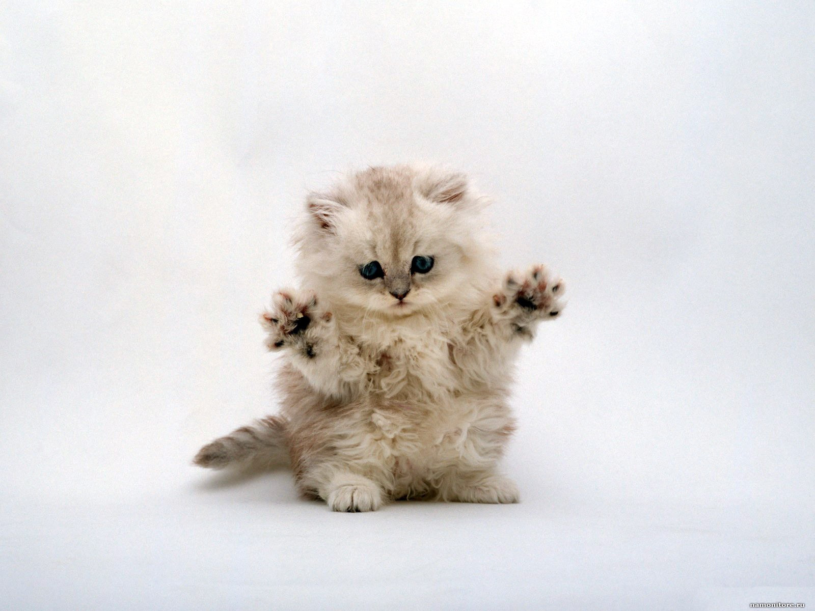 Fluffy-Kitten.jpg