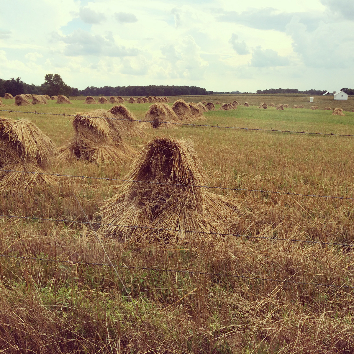 hay