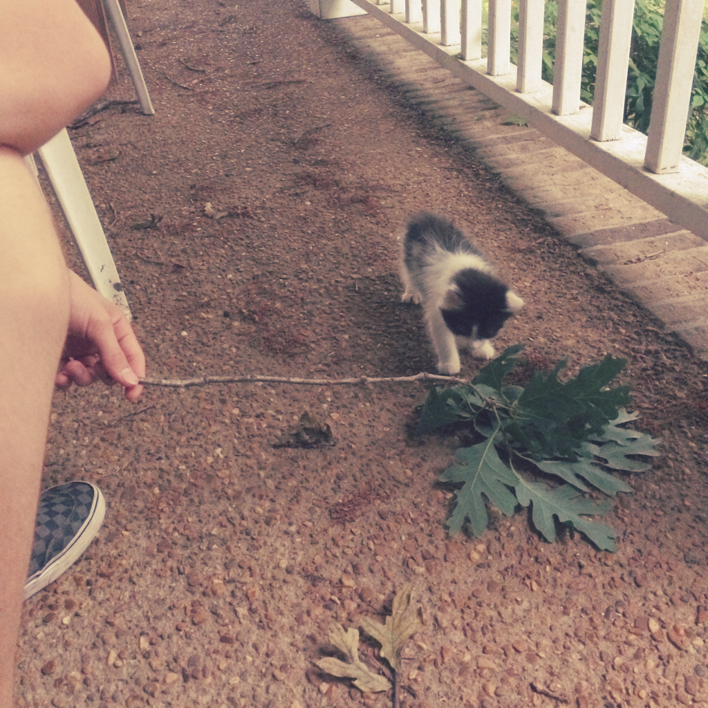 kitten
