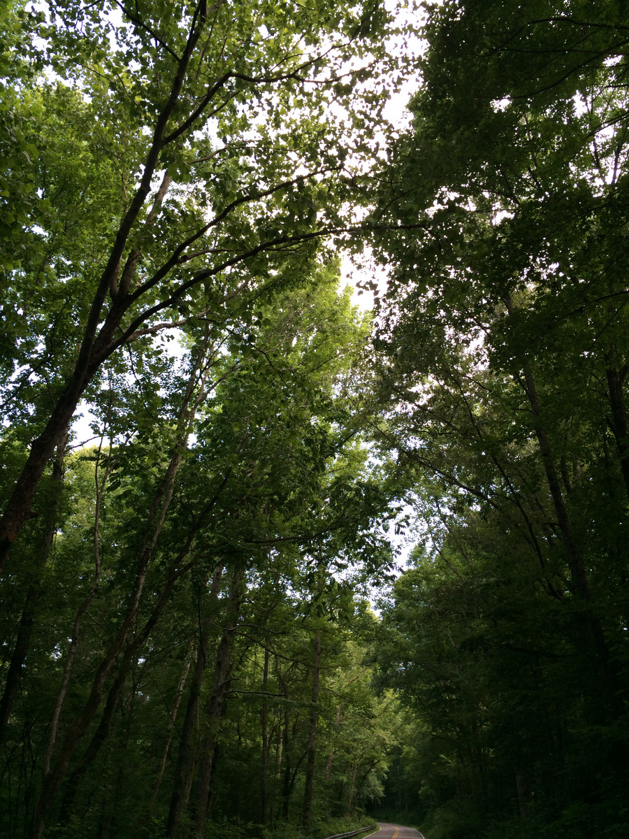 longbranch canopy