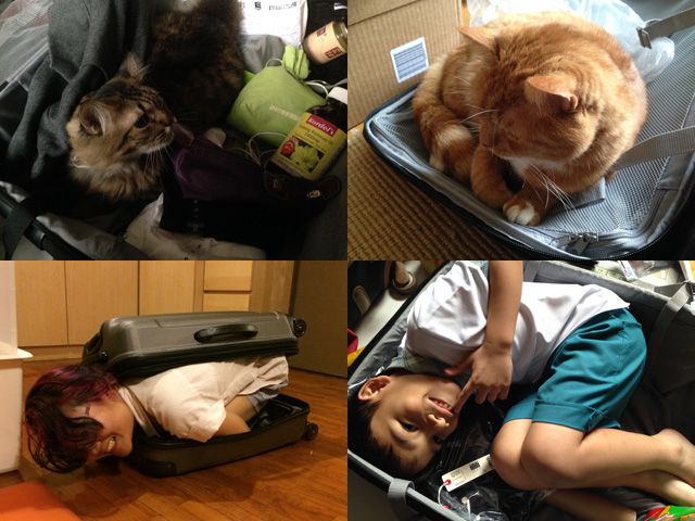 Various creatures I have unsuccessfully attempted to bring with me across the oceans: (clockwise from top left) Singapore cat, London cat, small brother, not-small girlfriend