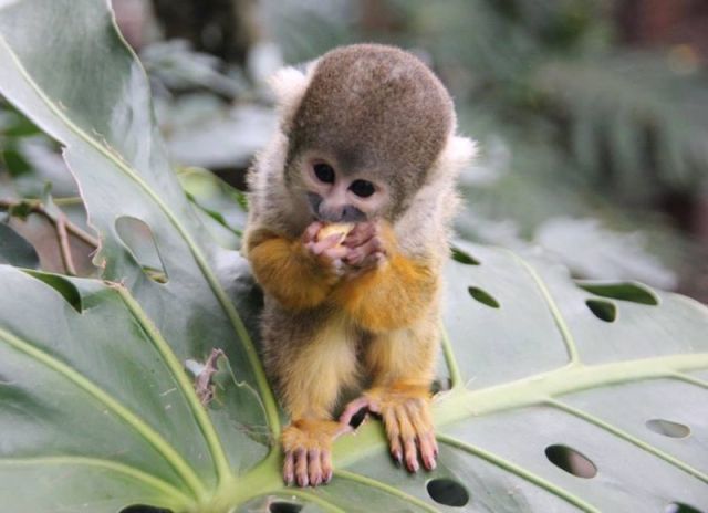 here is a baby spider monkey  photo by lisa ridley via zooborns
