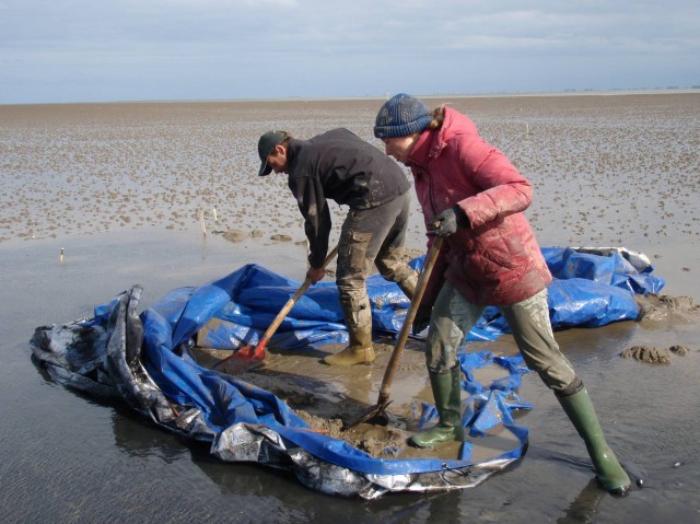 via ZenScience Ecologist Serena Donadi doing fieldwork in Dutch tidal flats