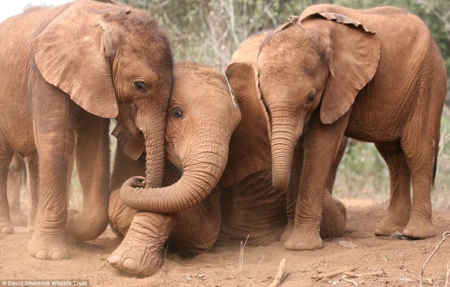 Suguta, Kibo and Nchan playing at Tsavo National Park in Nairobi