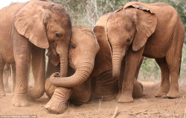 Suguta, Kibo and Nchan playing at Tsavo National Park in Nairobi