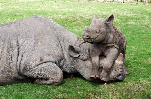 baby rhino