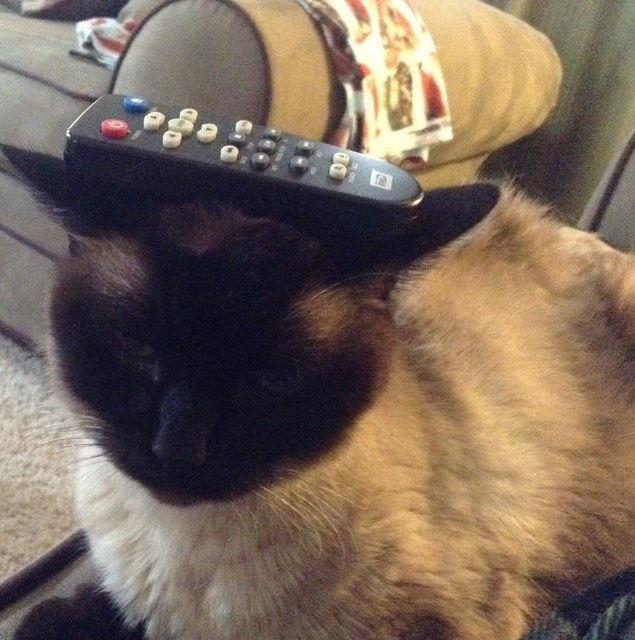 This is the rest of the internet. image via Mari Brighe