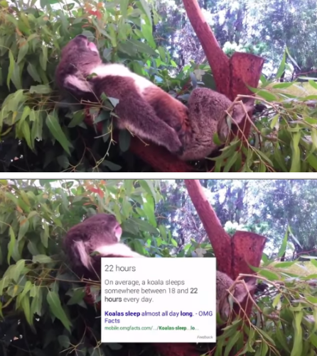 bc what kind of weirdo doesn't love a sleepy koala?