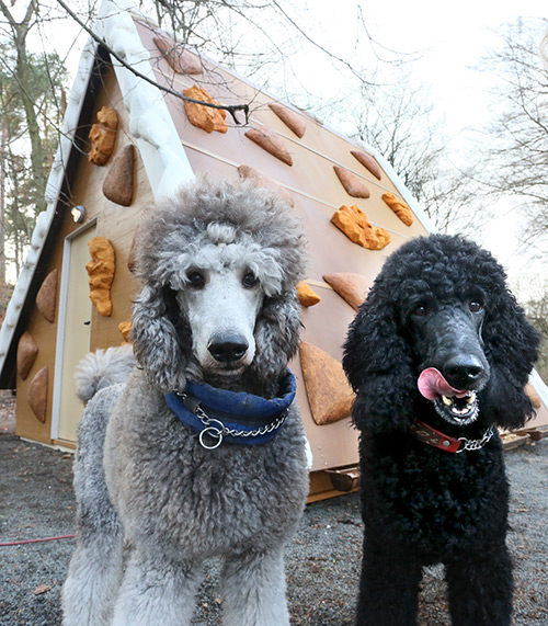 Look at this gingerbread house for dogs just look at it.