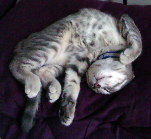 Transparent excuse for a kitten photo.