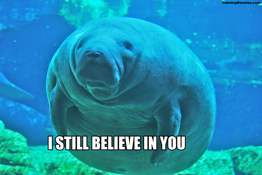 manatee22