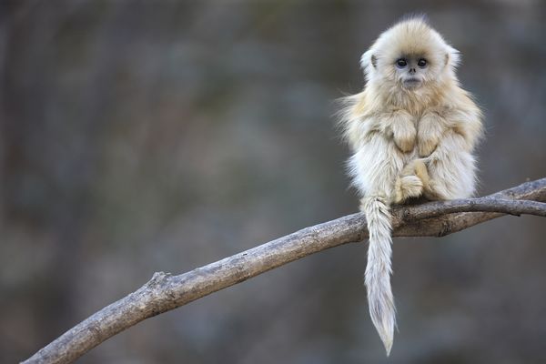 IT'S SO FLUFFY