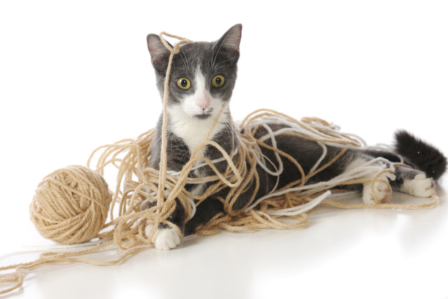 shutterstock_72688813-640x427.jpg