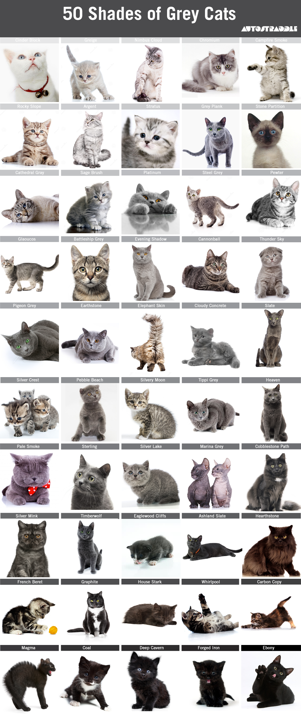50-shades-grey-cats-autostraddle-4